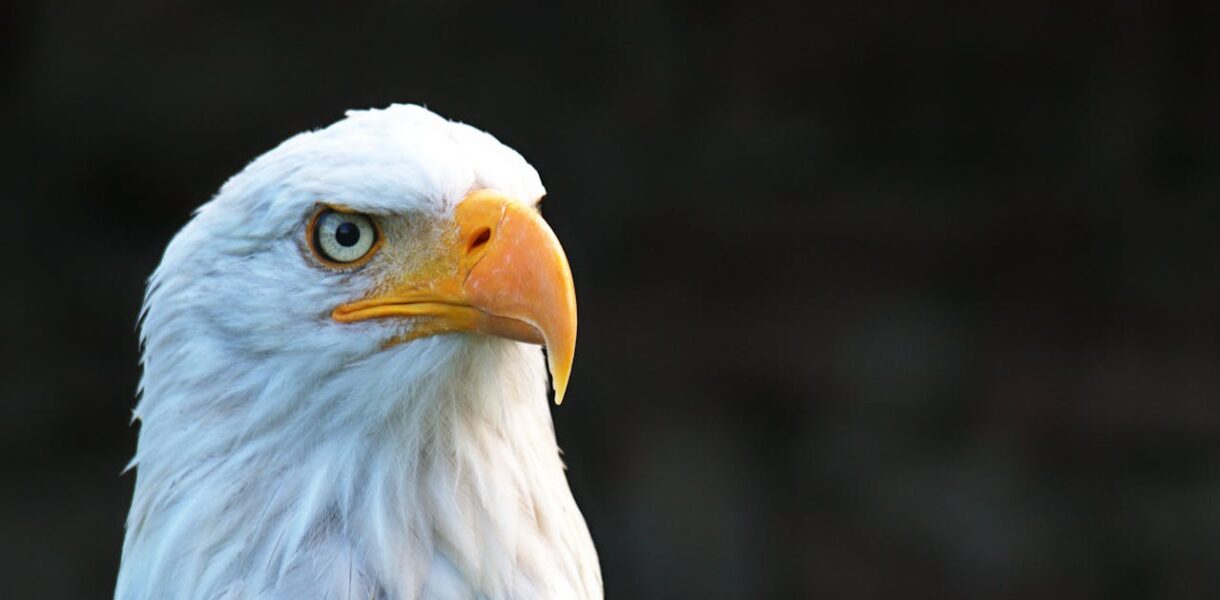 Hancock Bird