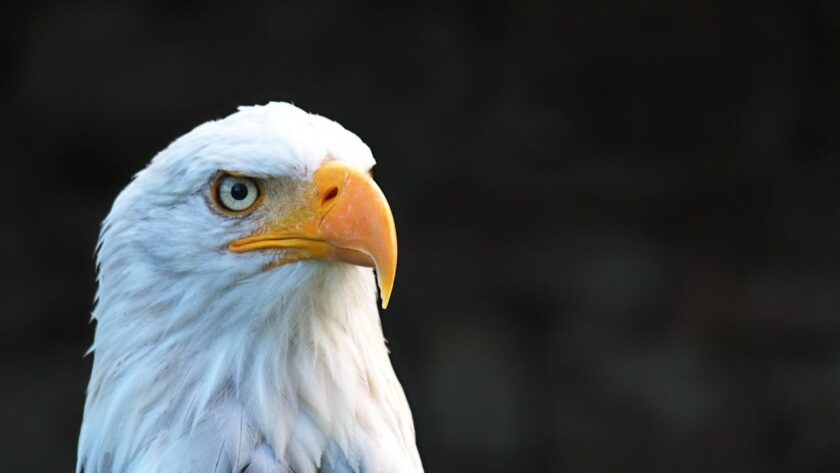 Hancock Bird